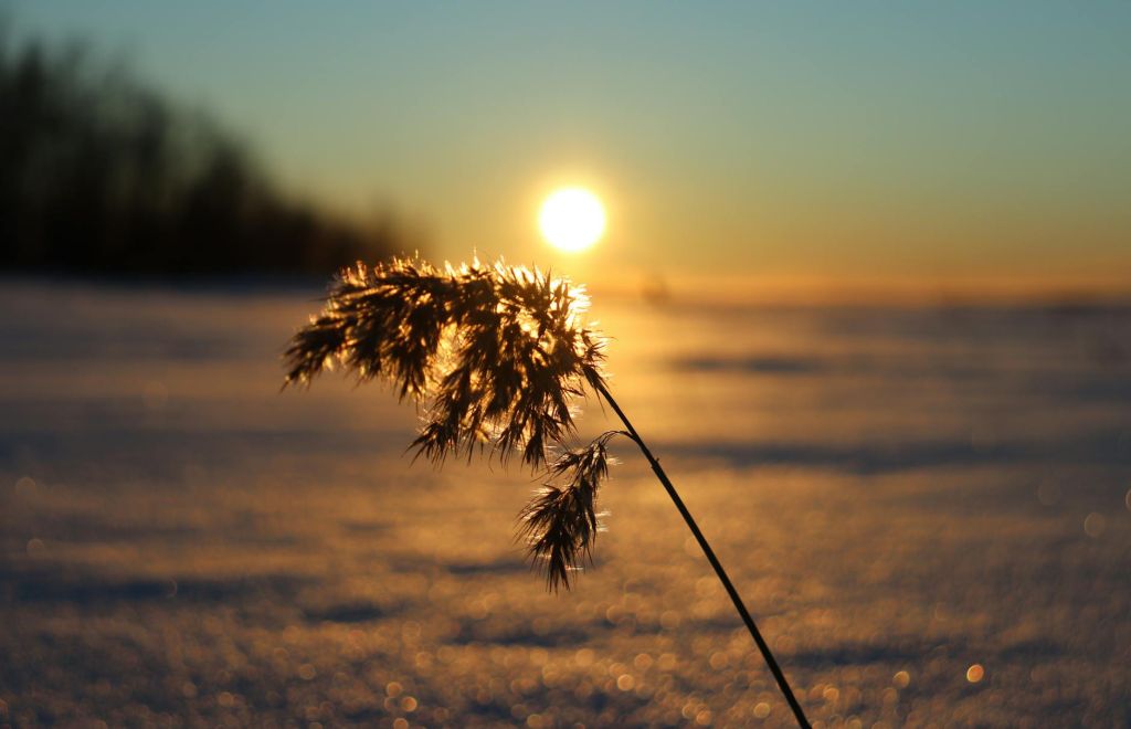 sunset sunlight over thin plant