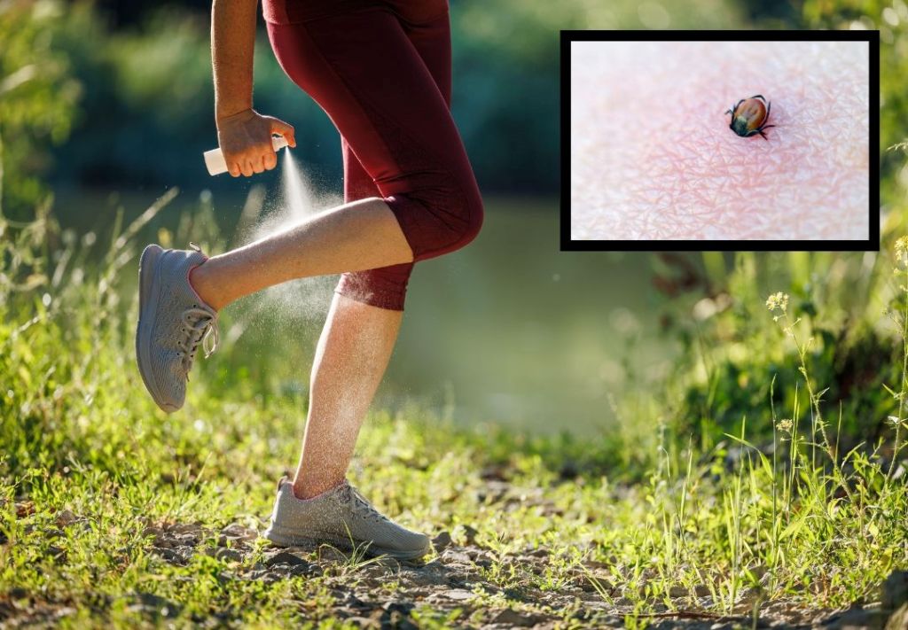Alarma por aumento de casos de enfermedad de Lyme