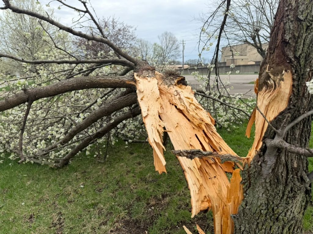 Fallen tree branch with damaged bark lying on grass in a park setting.