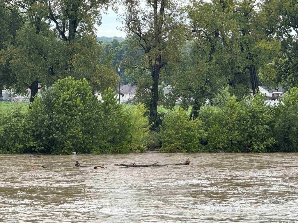 A flooded river with fallen trees and lush green foliage along the banks.